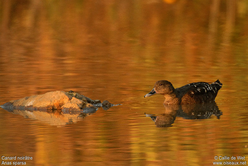 African Black Duck