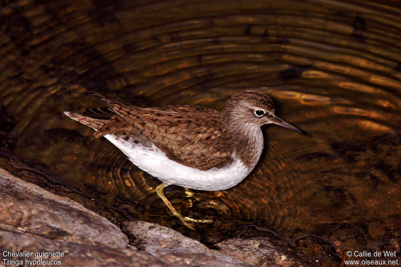 Common Sandpiper