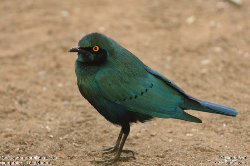 Greater Blue-eared Starlingadult