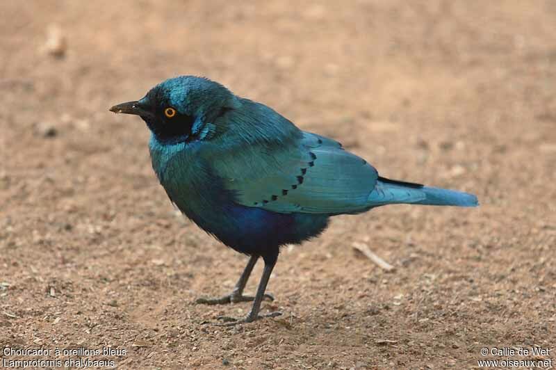 Greater Blue-eared Starlingadult