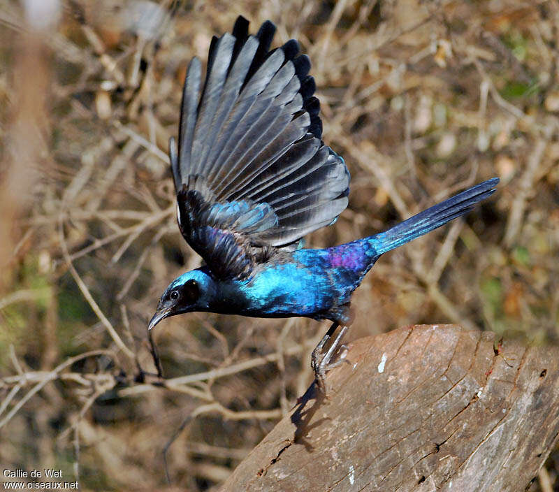 Burchell's Starling male adult, aspect, pigmentation