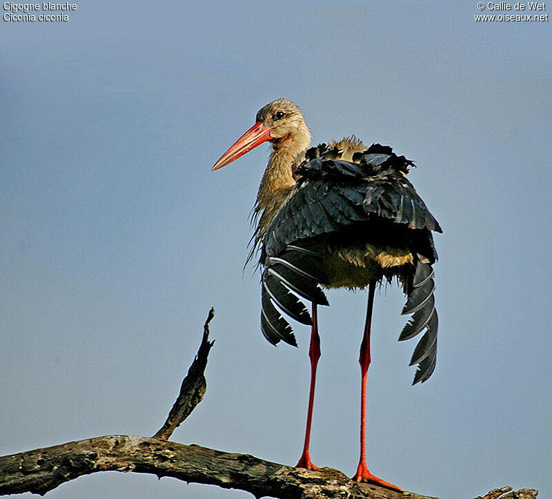 Cigogne blancheadulte