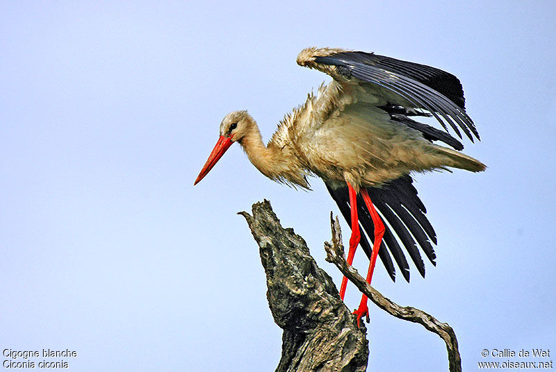 White Storkadult