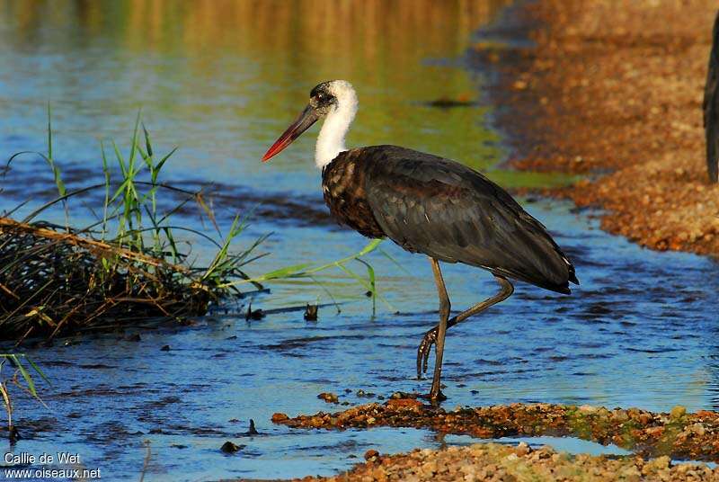 Asian Woolly-necked Storkadult, identification