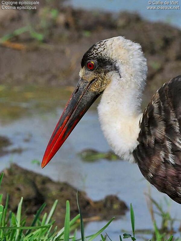 Asian Woolly-necked Storkadult