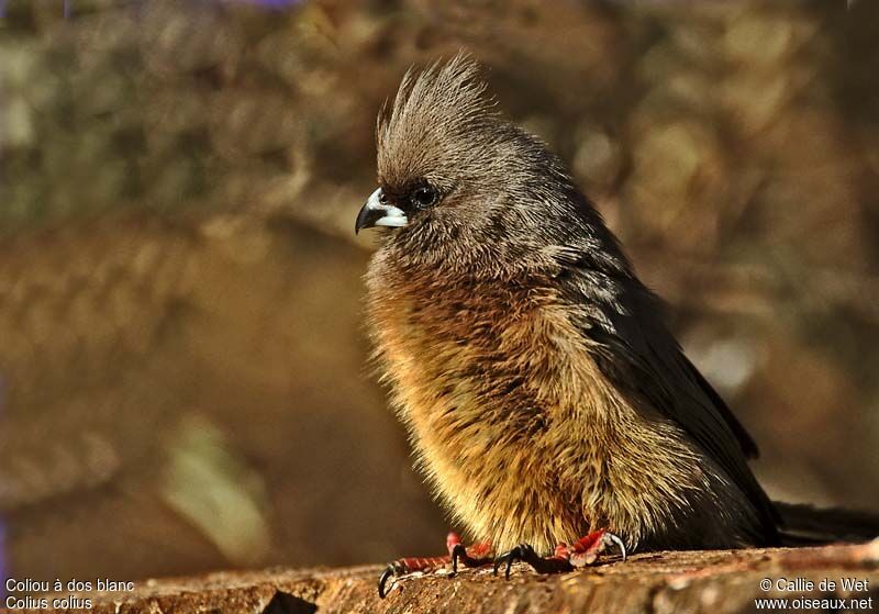 White-backed Mousebirdadult