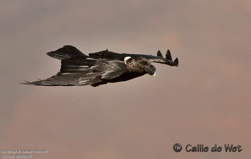 Corbeau à nuque blancheadulte