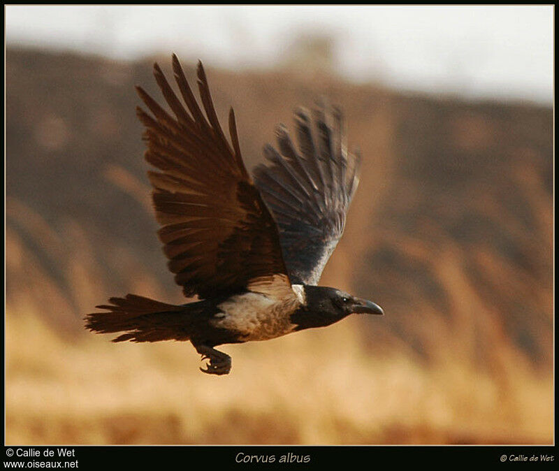 Corbeau pie