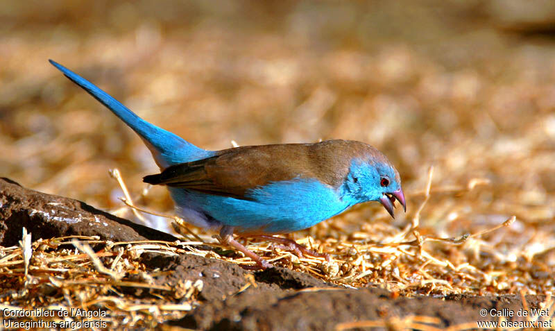 Blue Waxbill male adult