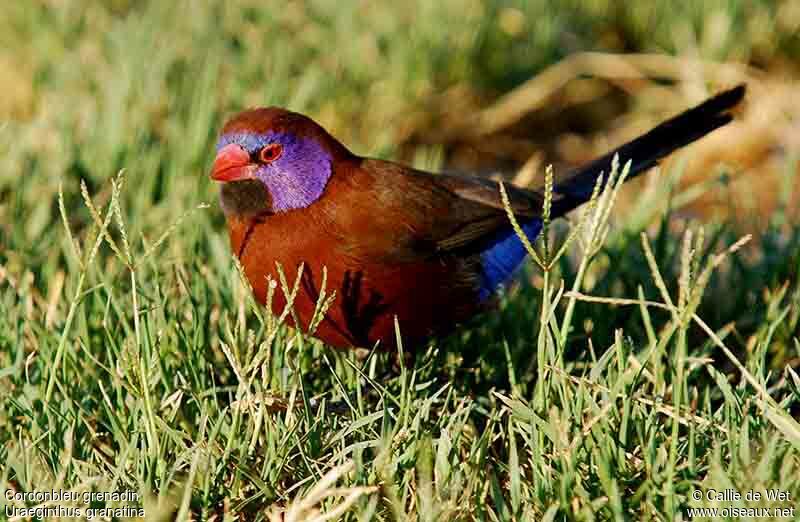 Violet-eared Waxbill male adult