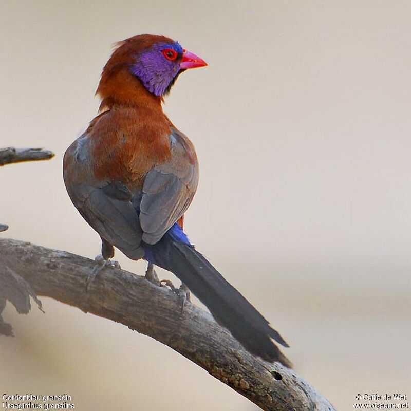 Violet-eared Waxbill male adult