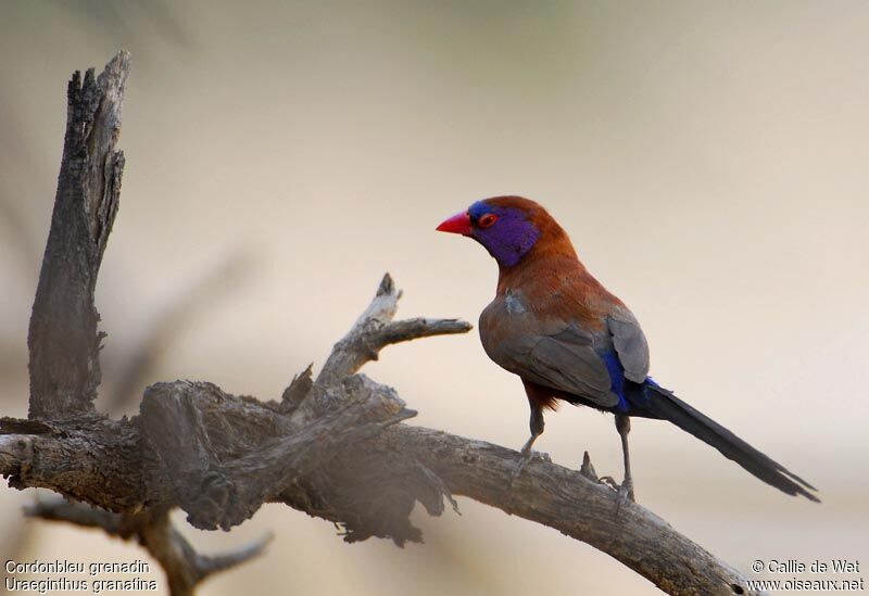 Violet-eared Waxbill male adult