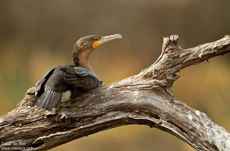 Cormoran à poitrine blanchejuvénile, pigmentation