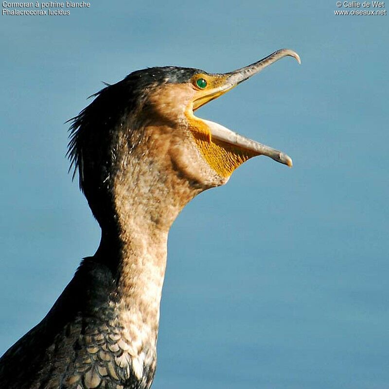 Cormoran à poitrine blancheadulte