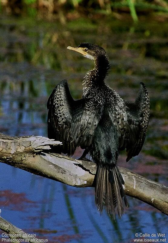 Cormoran africainjuvénile