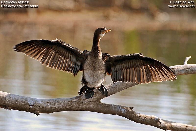 Cormoran africainjuvénile