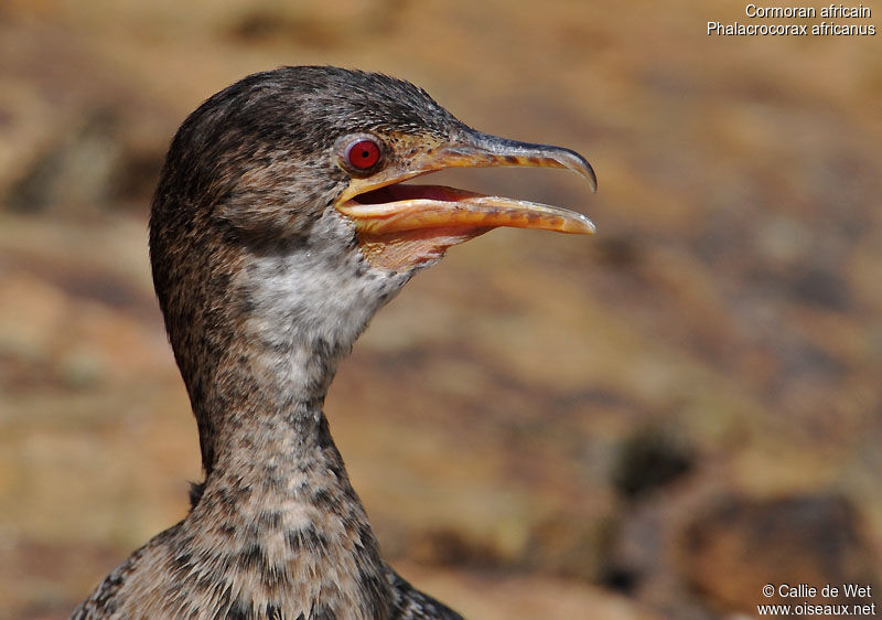 Reed Cormorantimmature