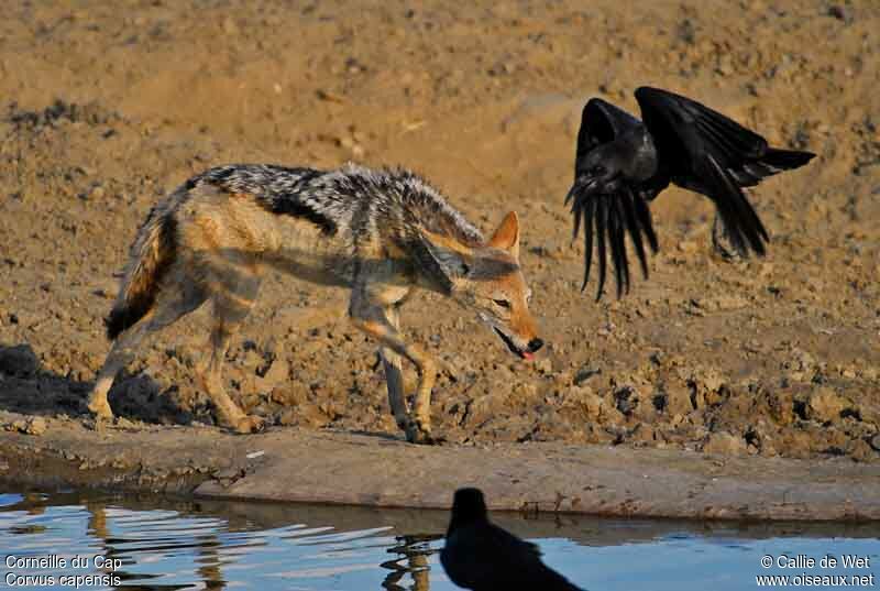 Cape Crowadult