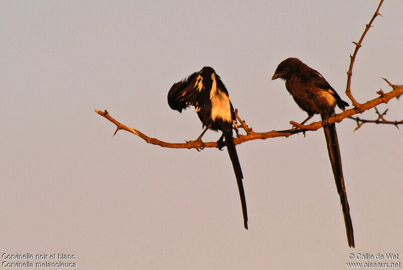 Corvinelle noir et blanc