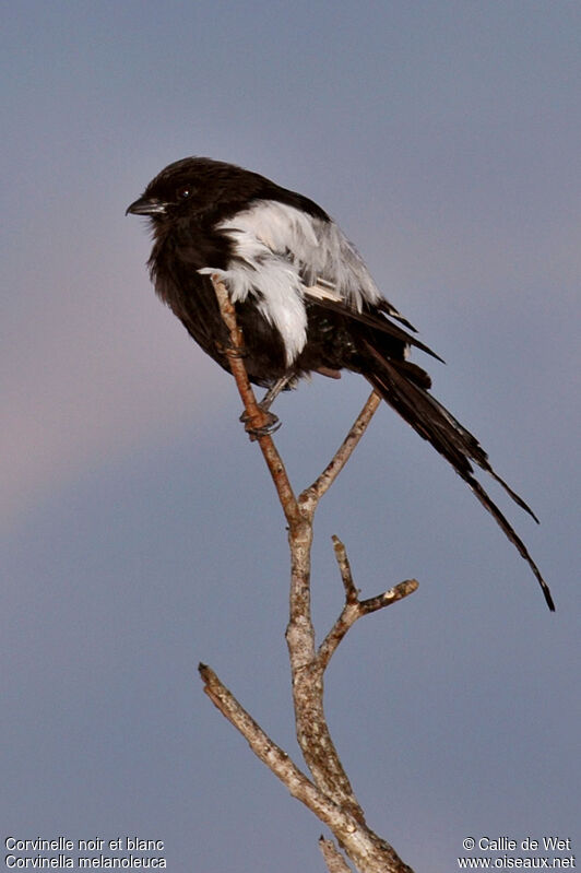 Corvinelle noir et blanc