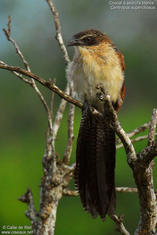 Coucal à sourcils blancsadulte