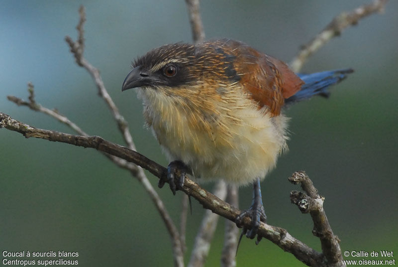 Coucal à sourcils blancsadulte