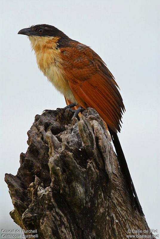 Coucal de Burchell