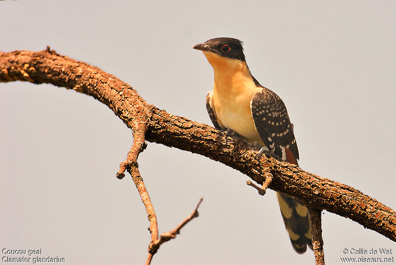 Great Spotted Cuckoo