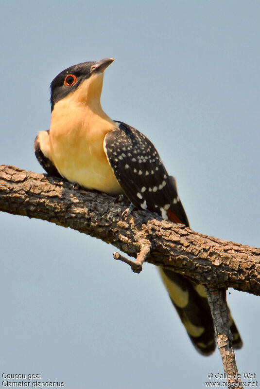 Great Spotted Cuckoo