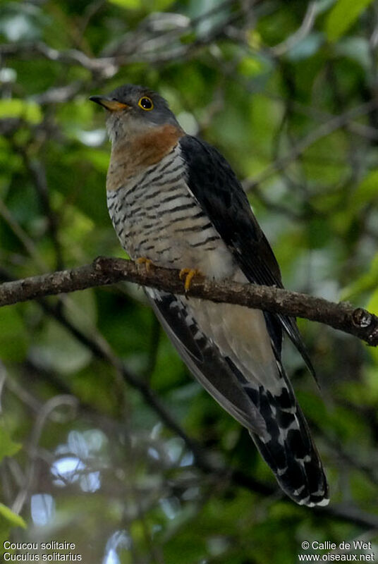 Red-chested Cuckooadult