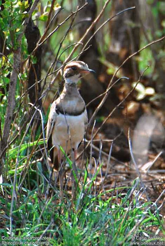 Bronze-winged Courseradult