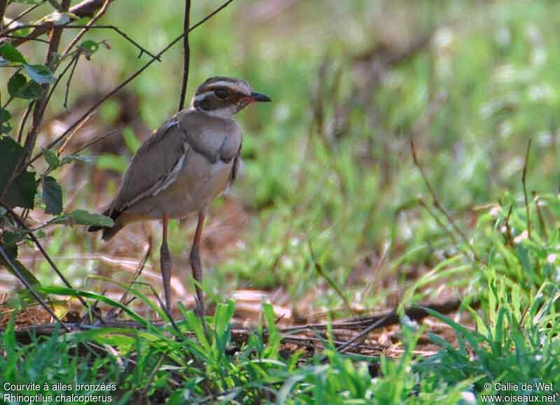 Bronze-winged Courseradult