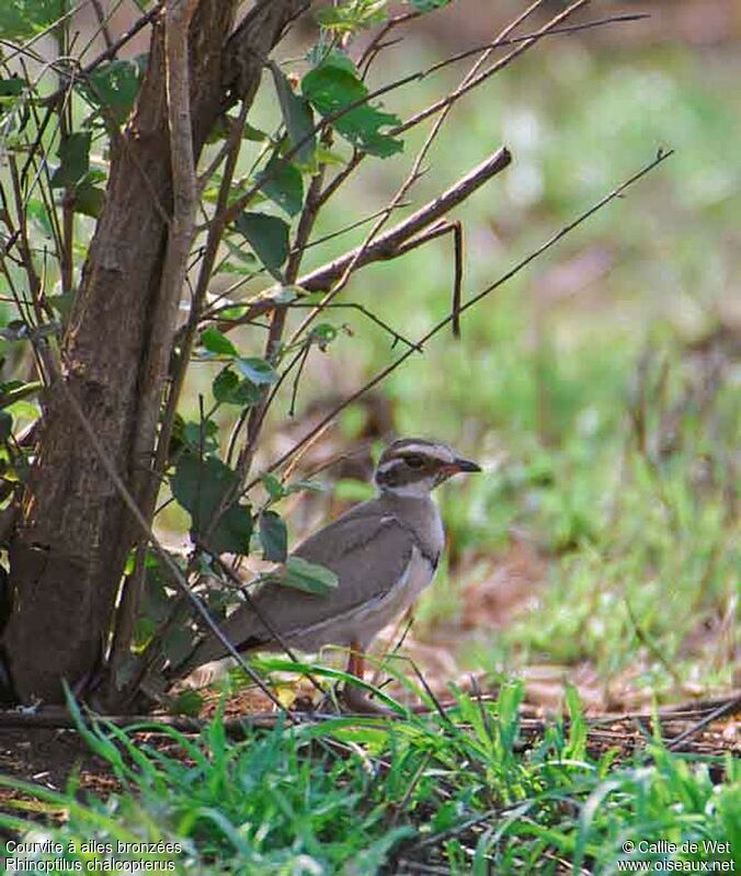 Bronze-winged Courseradult