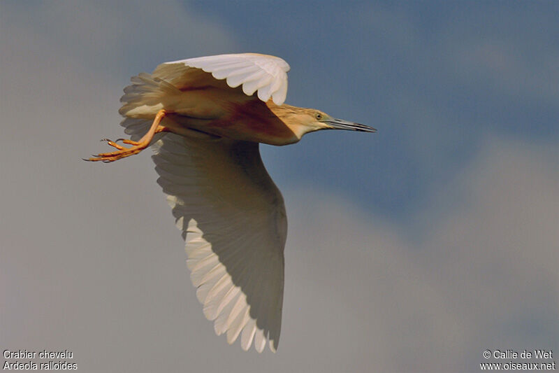 Squacco Heronadult breeding