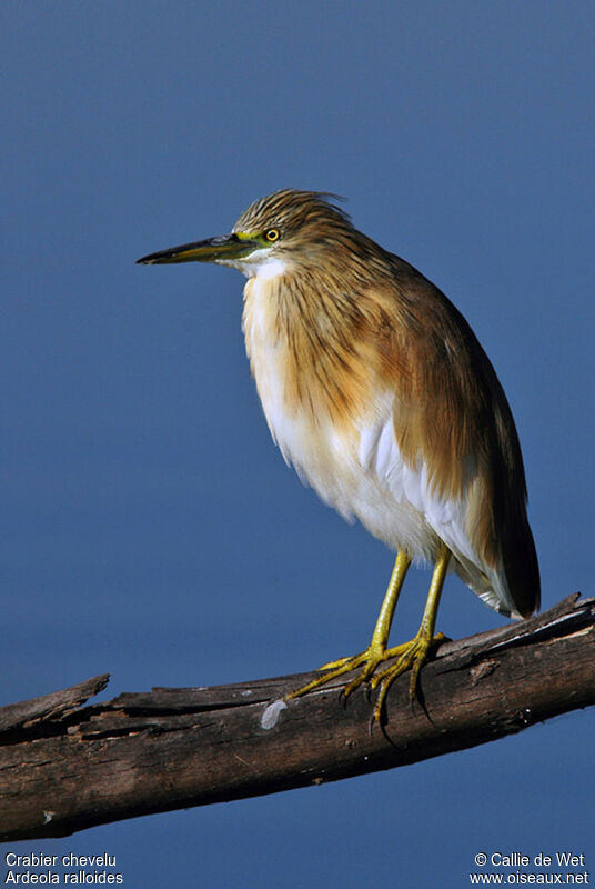 Squacco Heron