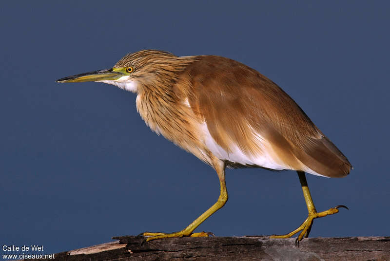 Crabier chevelu, identification