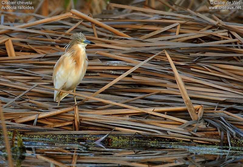 Squacco Heronadult breeding