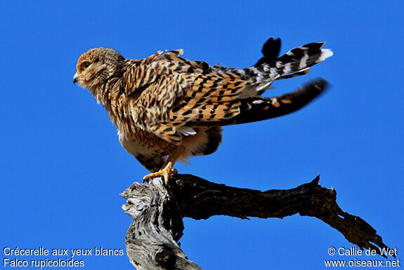 Greater Kestrel