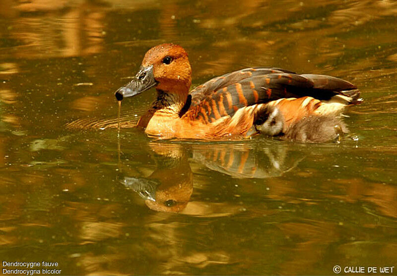 Fulvous Whistling Duck