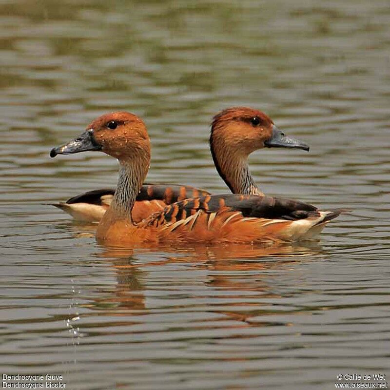 Dendrocygne fauveadulte