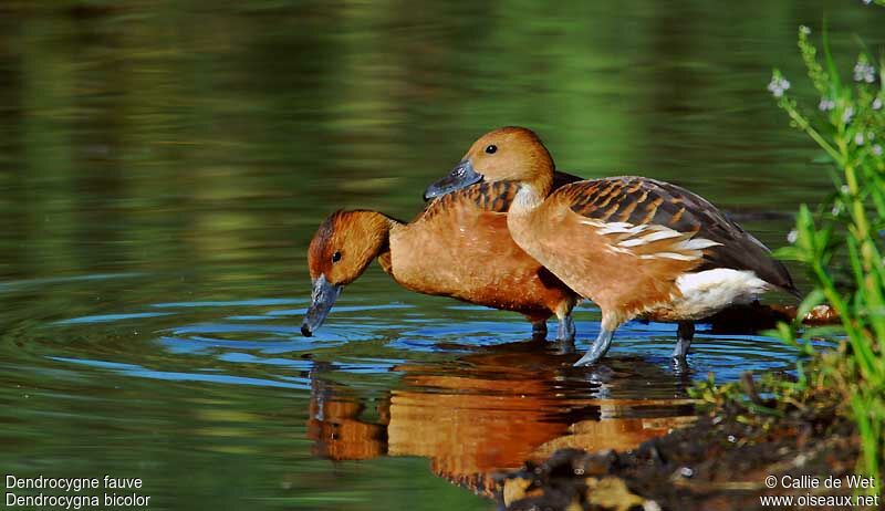 Fulvous Whistling Duckadult