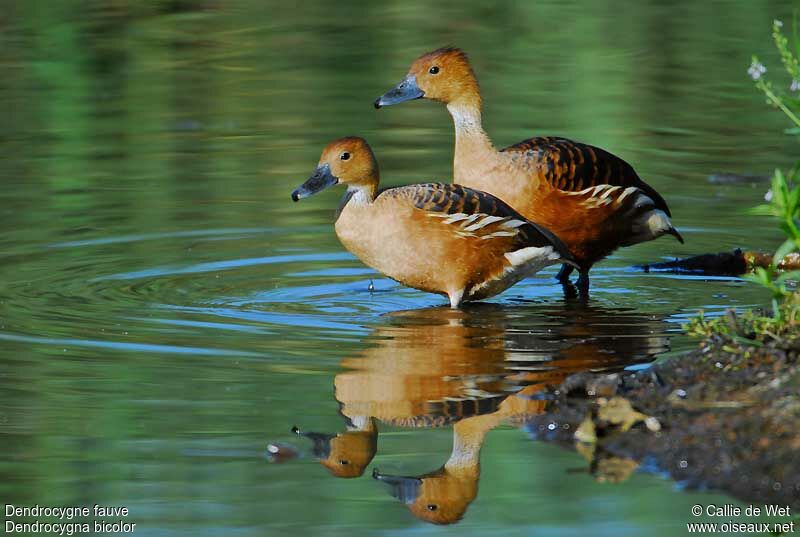 Dendrocygne fauveadulte