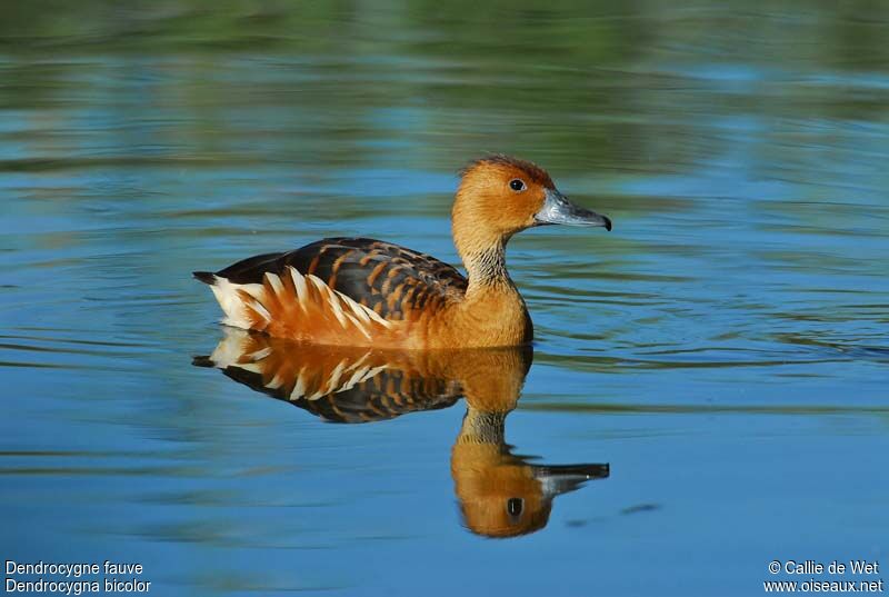 Fulvous Whistling Duckadult