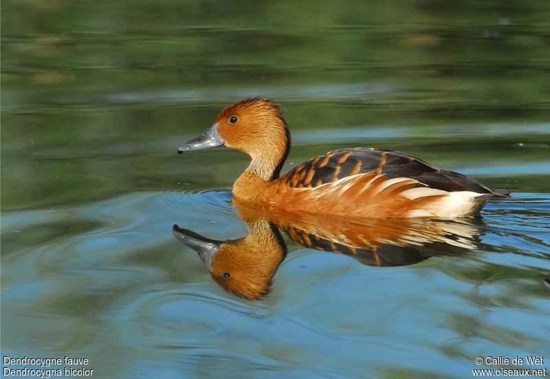 Dendrocygne fauveadulte