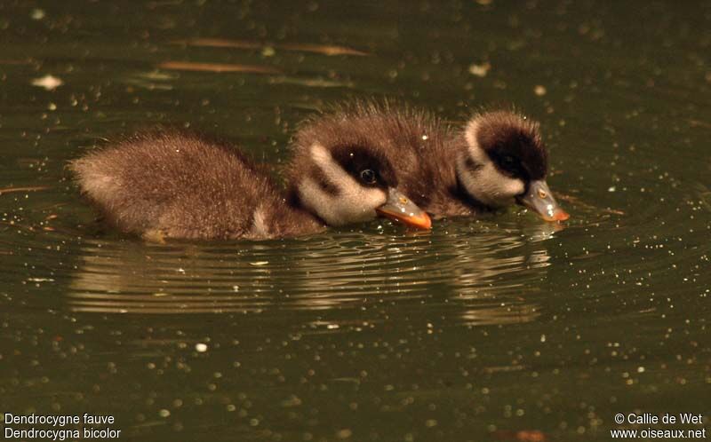 Dendrocygne fauvejuvénile