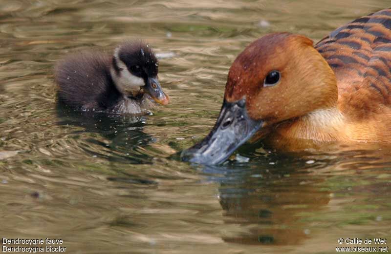 Fulvous Whistling Duck