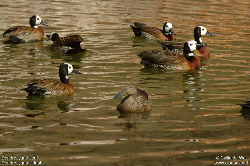 White-faced Whistling Duckadult