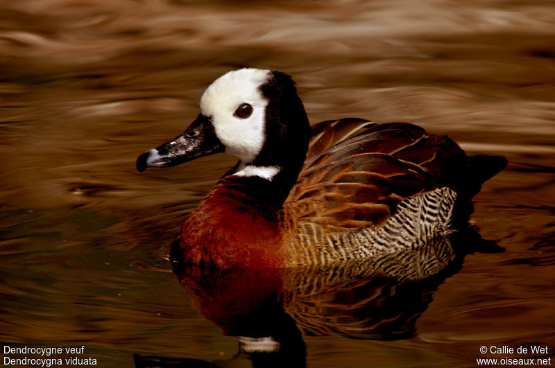 White-faced Whistling Duckadult