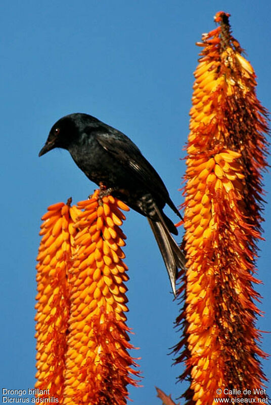 Drongo brillant mâle adulte