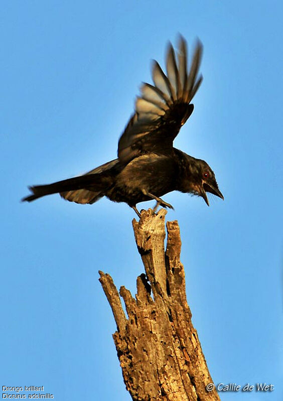 Drongo brillantadulte